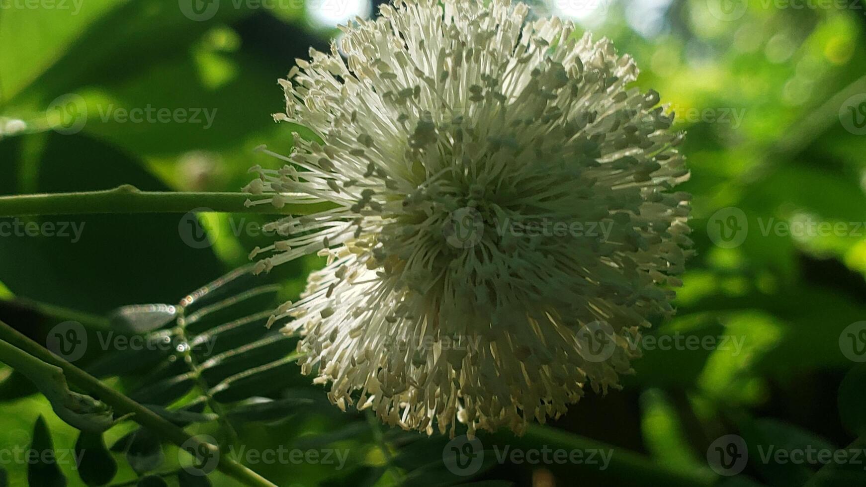 Close-up of a white flower with green foliage in the background. photo
