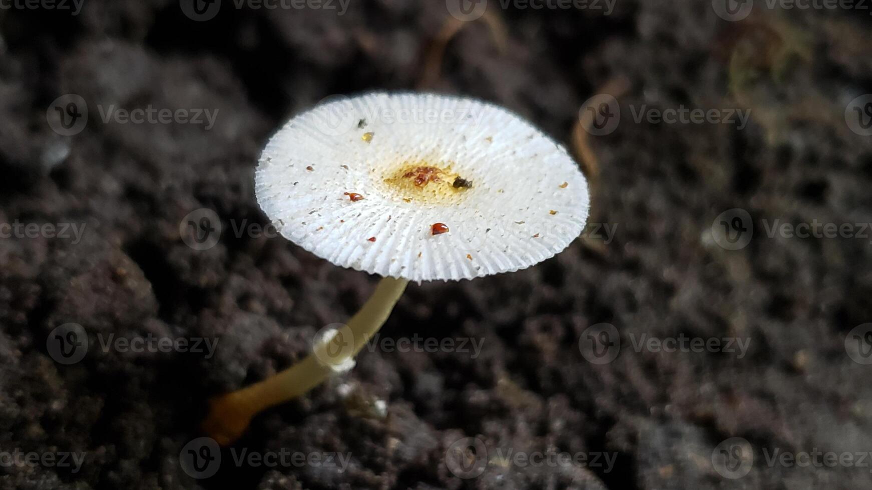 Close-up of a small white mushroom with a brown center growing in dark soil photo