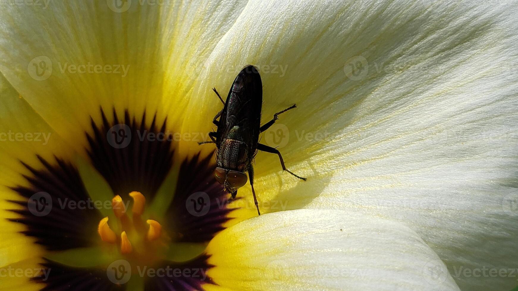 A Black Fly Perched on a Yellow and White Flower Petal photo