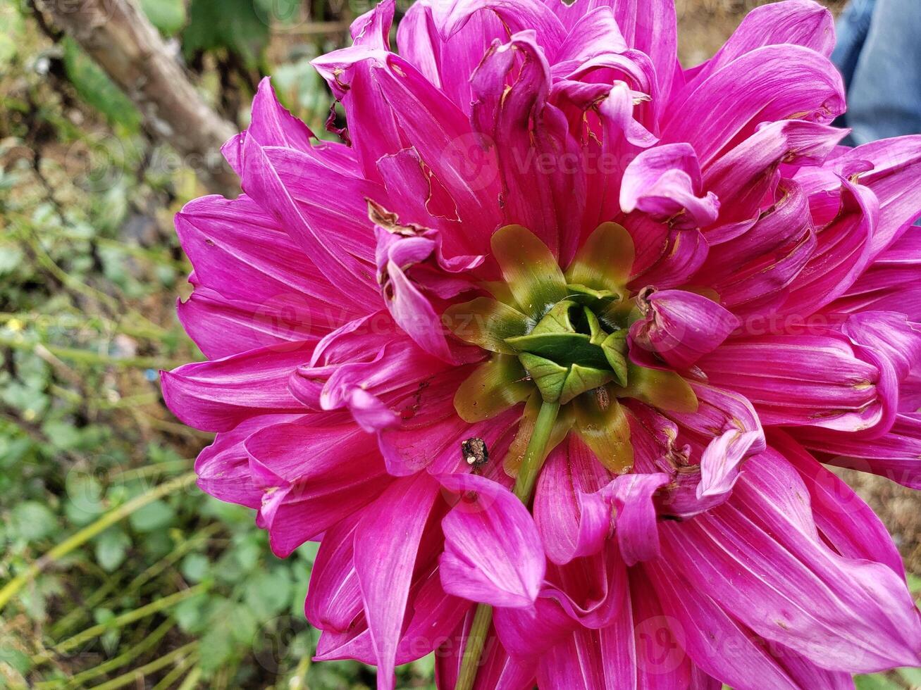 Close-up of a Pink Dahlia Flower with Green Center photo