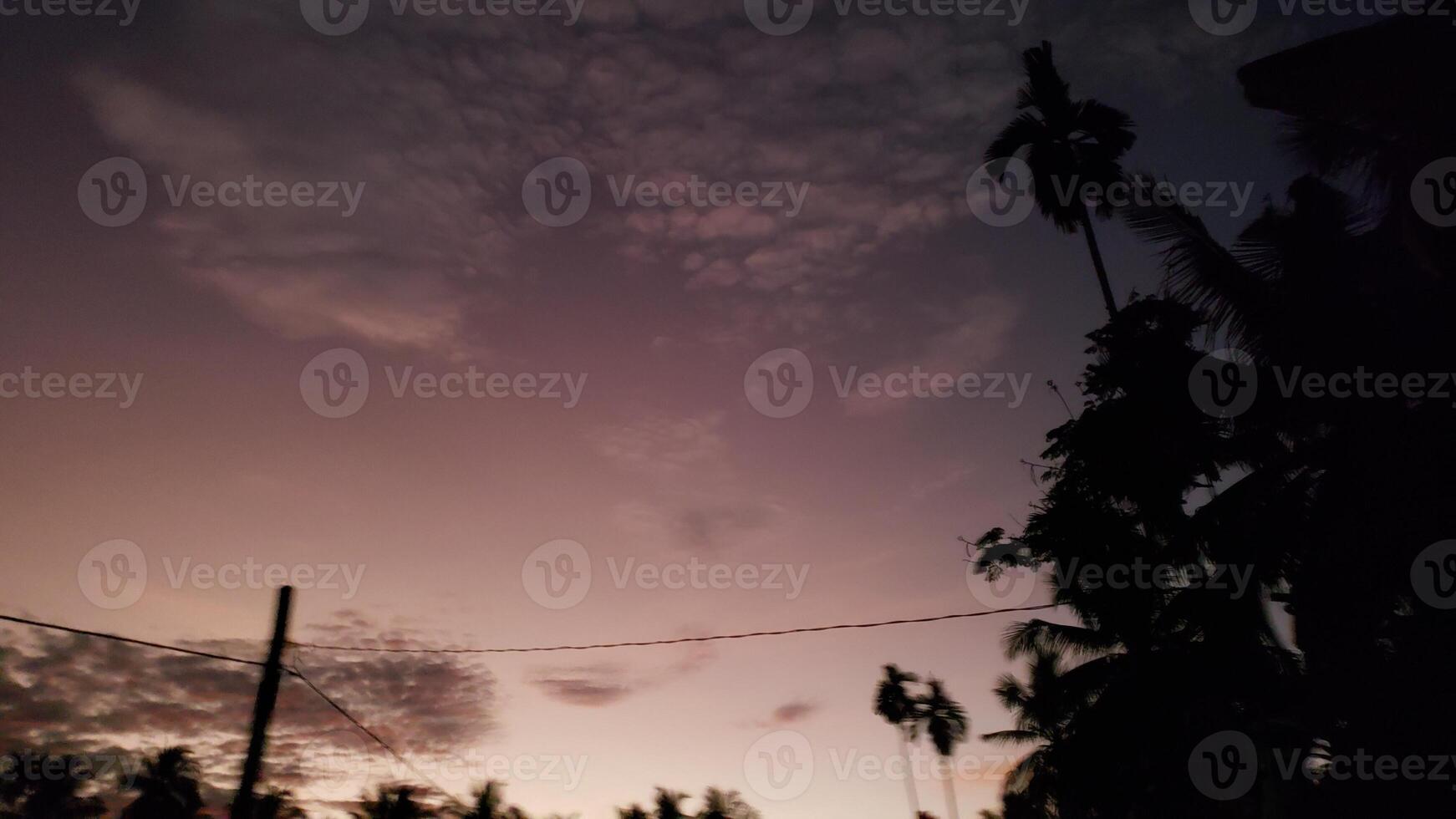 Silhouetted Palm Trees Against a Pink and Purple Twilight Sky photo