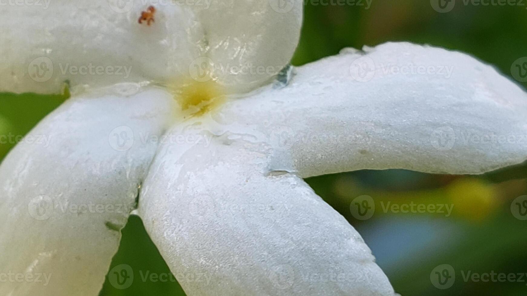Close-up of a White Flower with Water Droplets photo