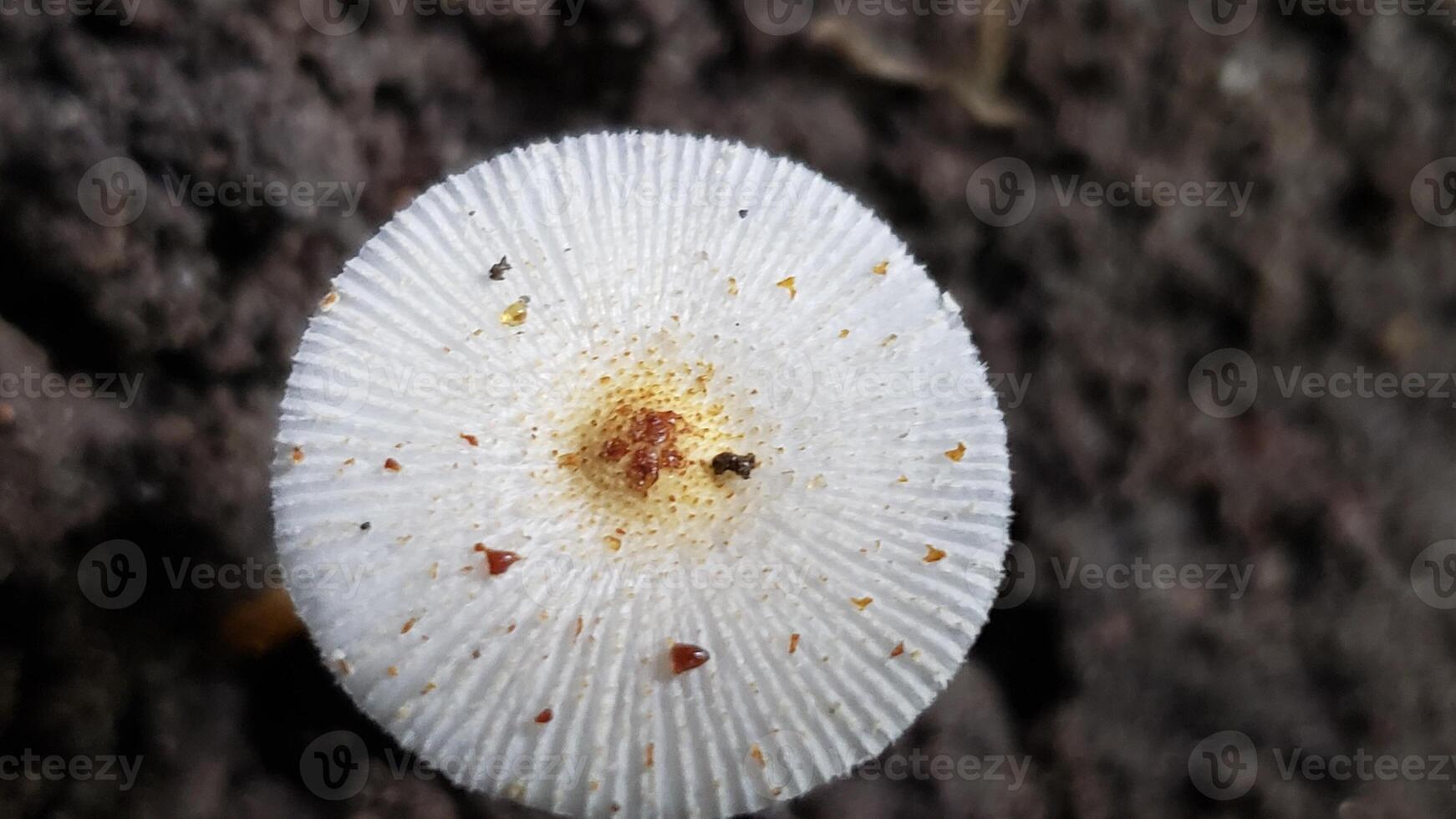 Close-up of a White Mushroom with Brown Spots and Ridges photo