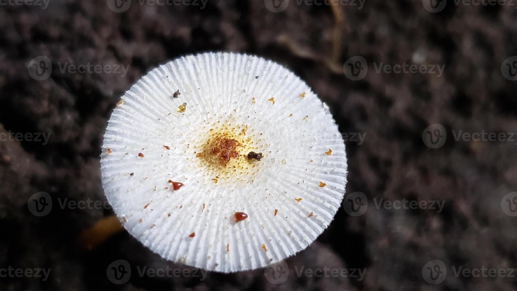 Close-up of a White Mushroom with Brown Spots and a Yellow Center photo