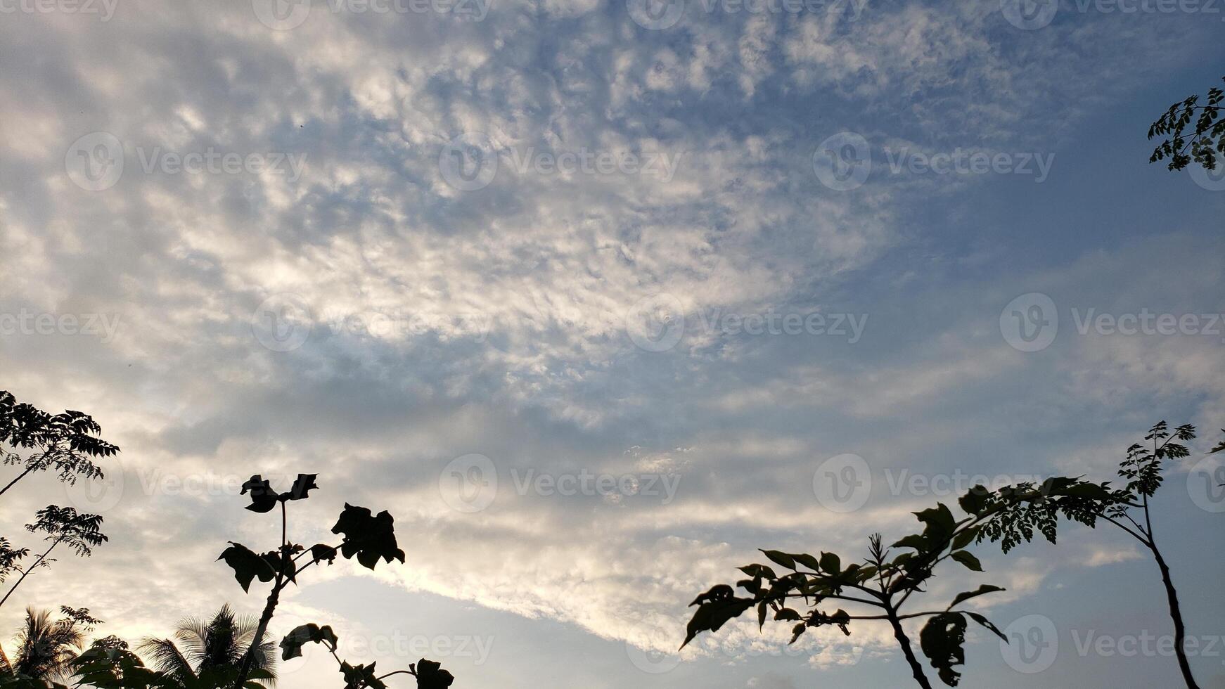 Silhouetted Tree Branches Against a Cloudy Sky photo