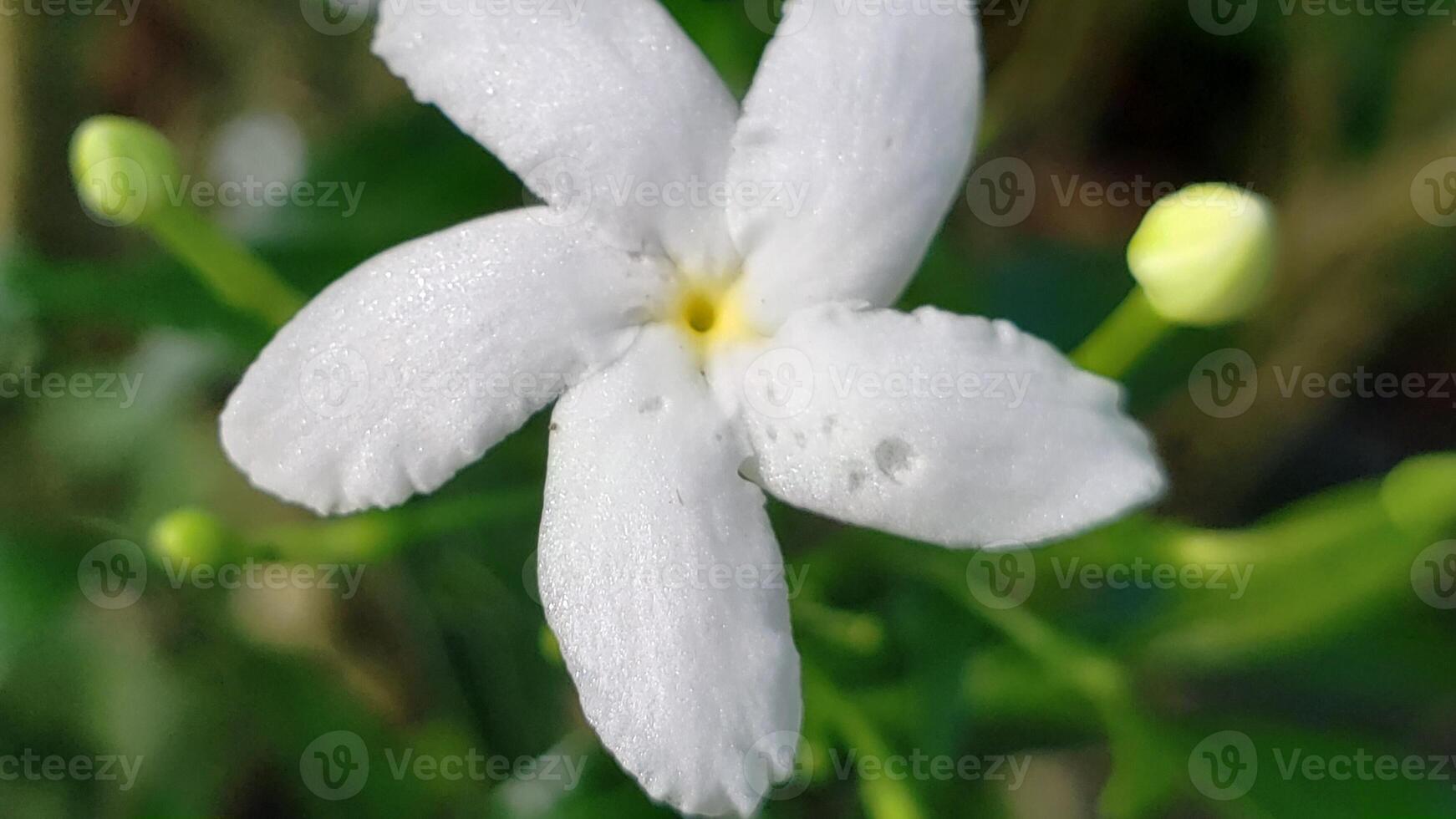 Close-up of a Delicate White Flower with Five Petals photo