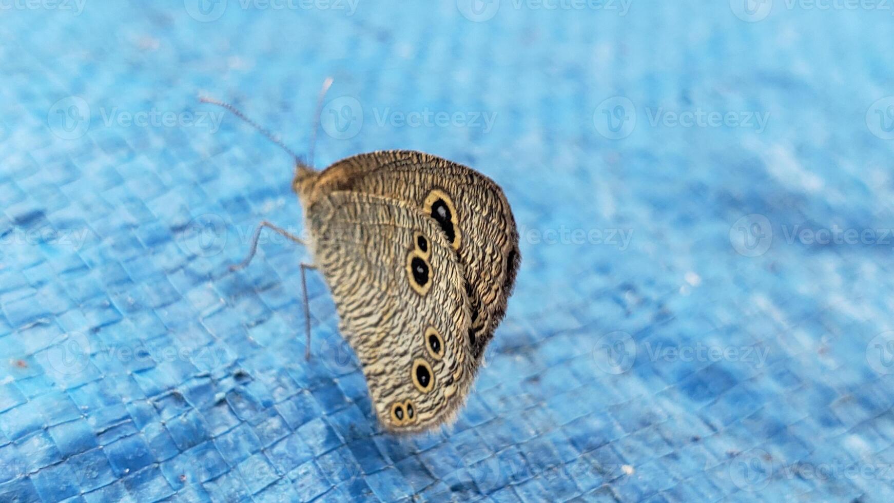 A Brown and Black Butterfly with Yellow Markings on a Blue Surface photo