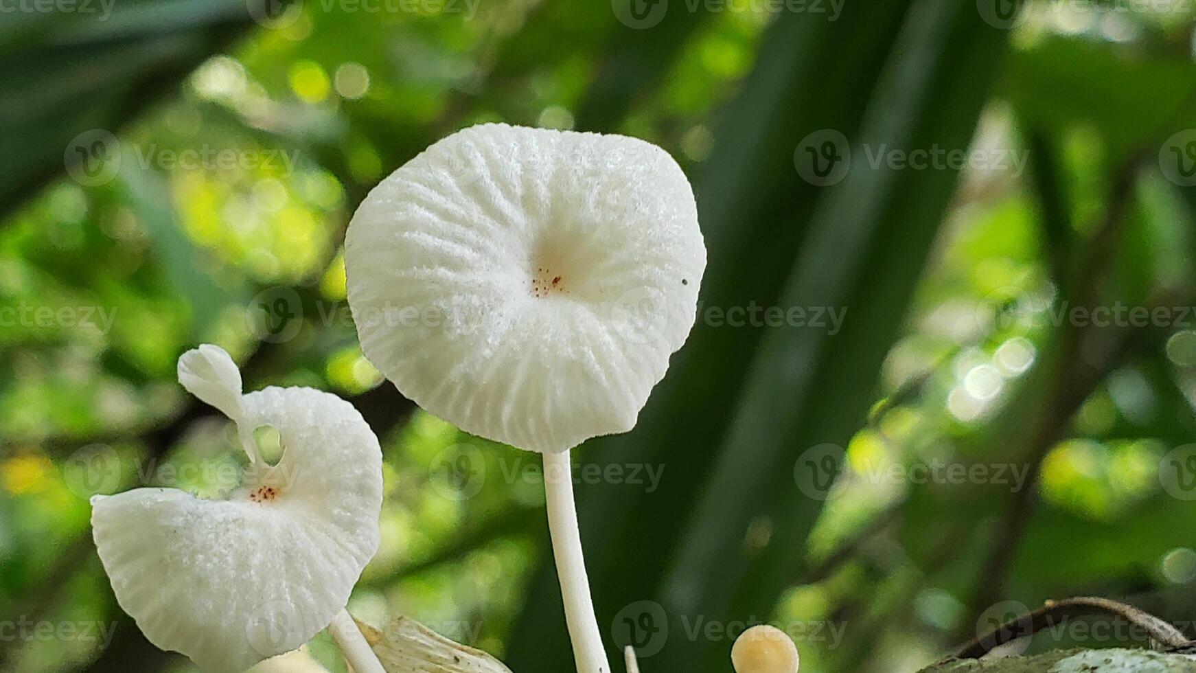 Close-up of White Mushrooms Growing on a Branch in a Green Forested Area photo