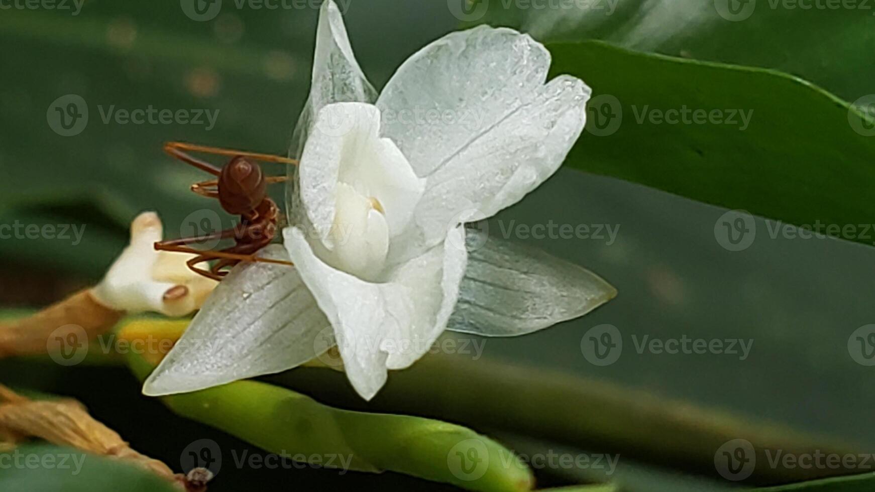 Red Ant Crawling on a White Flower photo