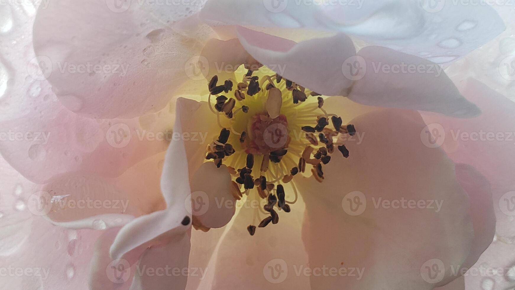 A Close-Up View of a Delicate Pink Rose Petal with Water Droplets photo