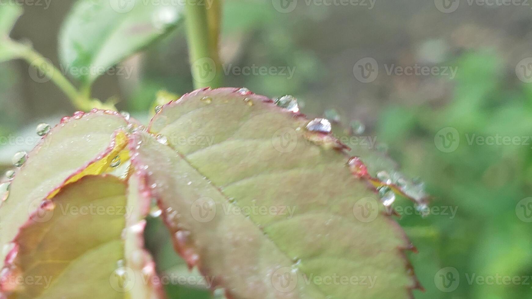 Dewdrops on a Rose Leaf with Blurred Background photo