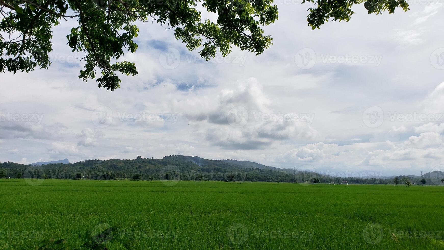 Green Rice Paddy Field with Tree Branches Framing Cloudy Sky and Distant Mountains photo