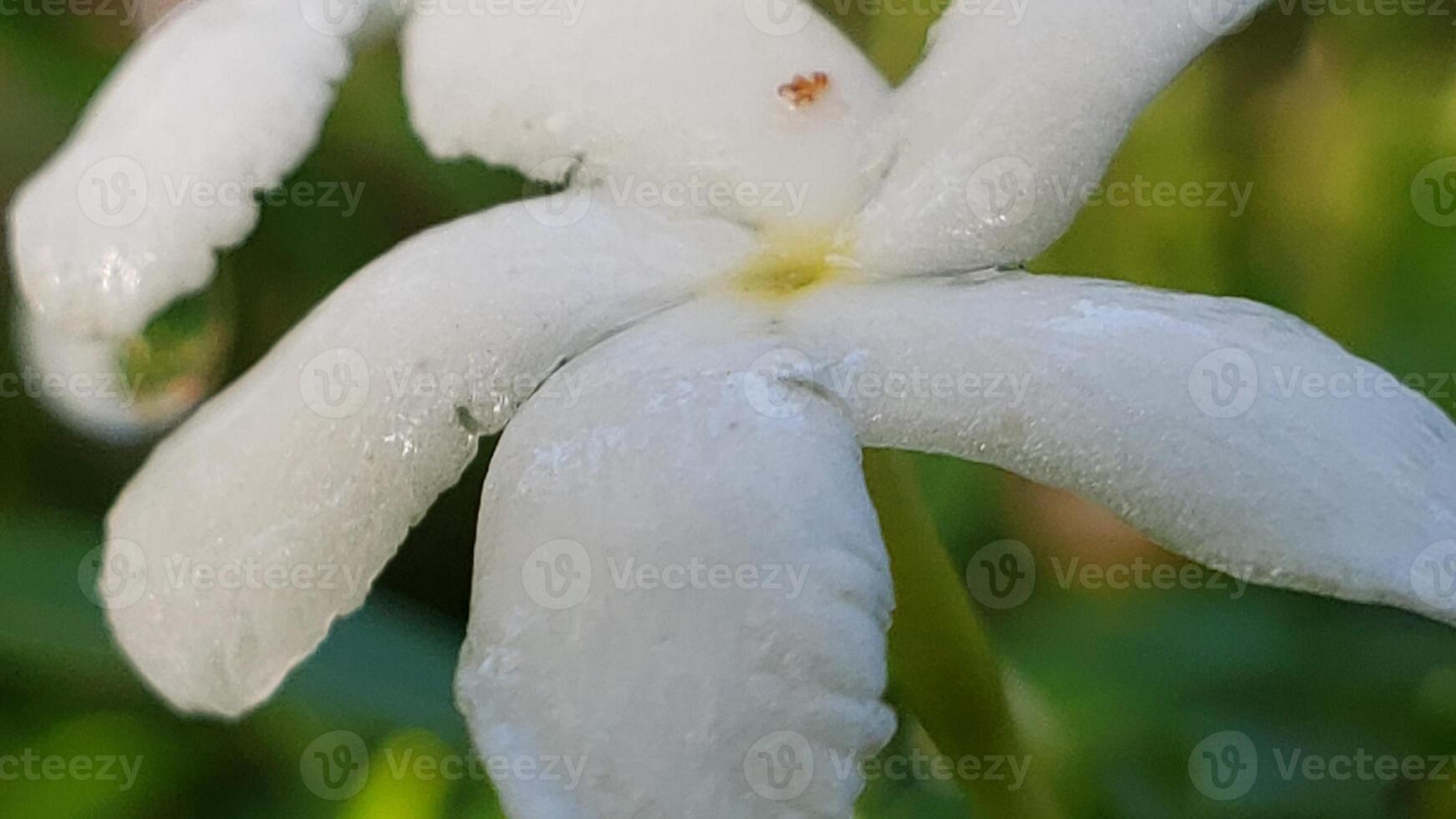 Close-up of a Delicate White Flower with Five Petals photo