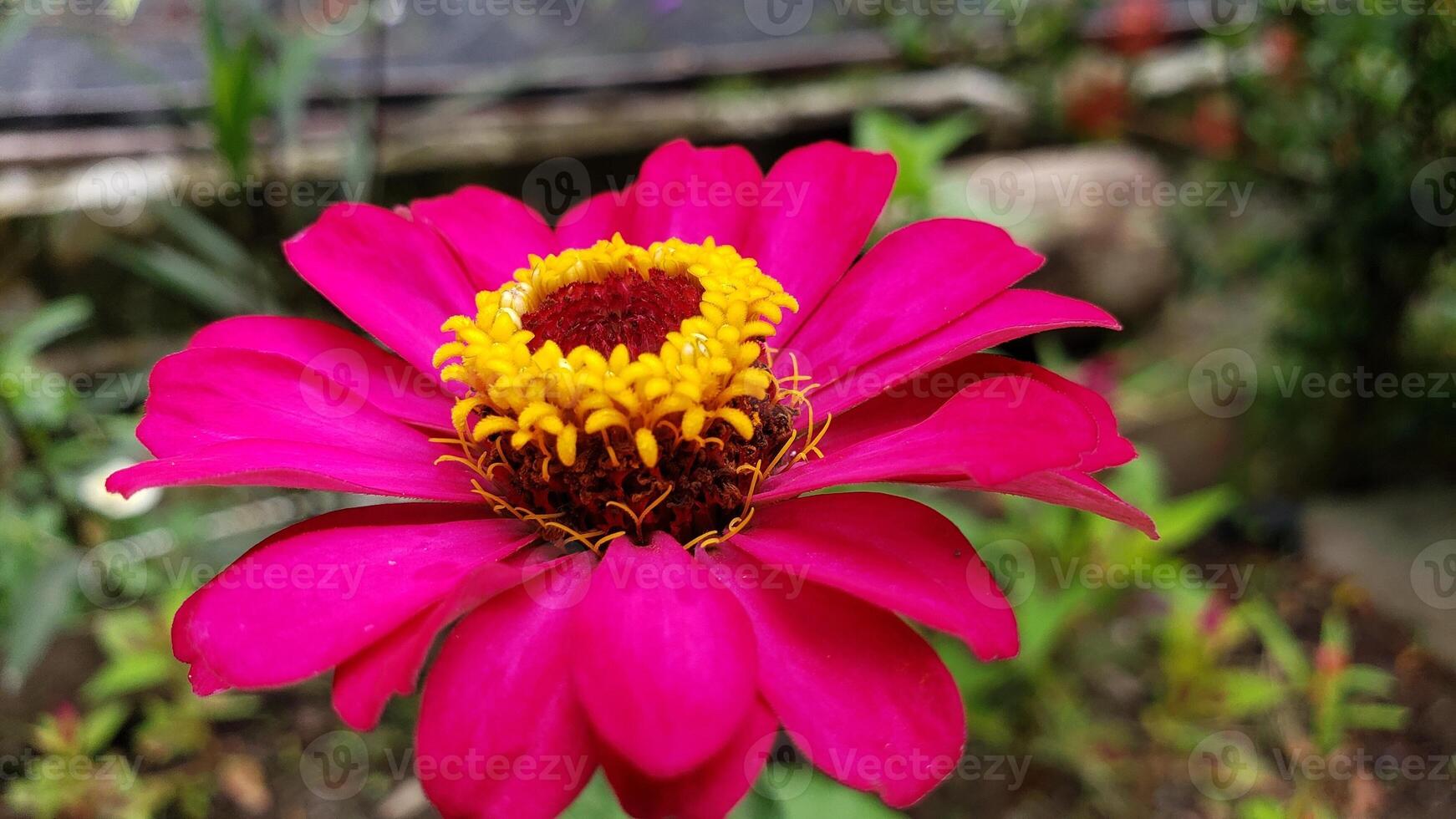 A Close-Up of a Vibrant Pink Zinnia Flower photo