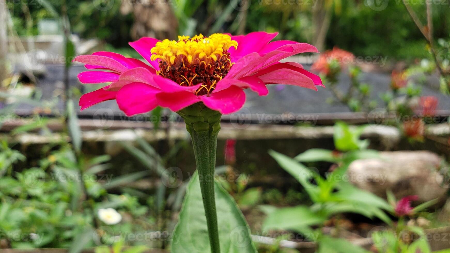 A Single Pink Zinnia Flower with Yellow Center in Focus, Green Foliage Blurred in Background photo