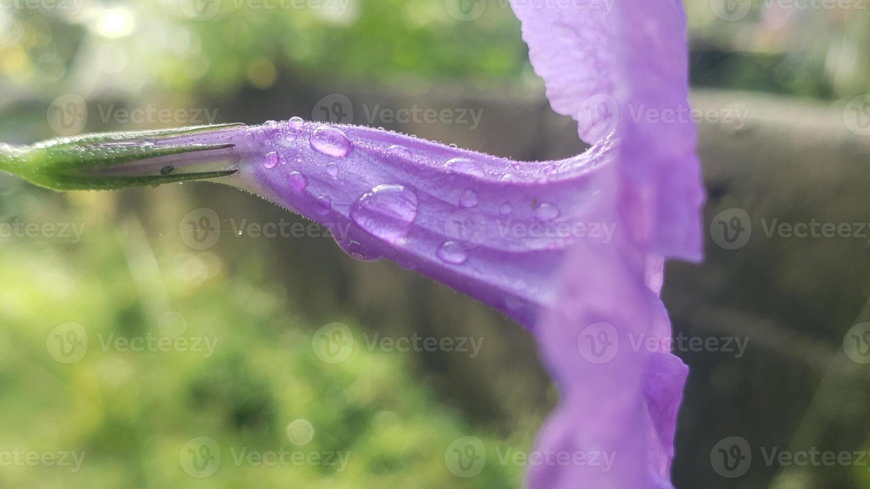 Close-up of a Purple Flower Petal Covered in Dew Drops photo
