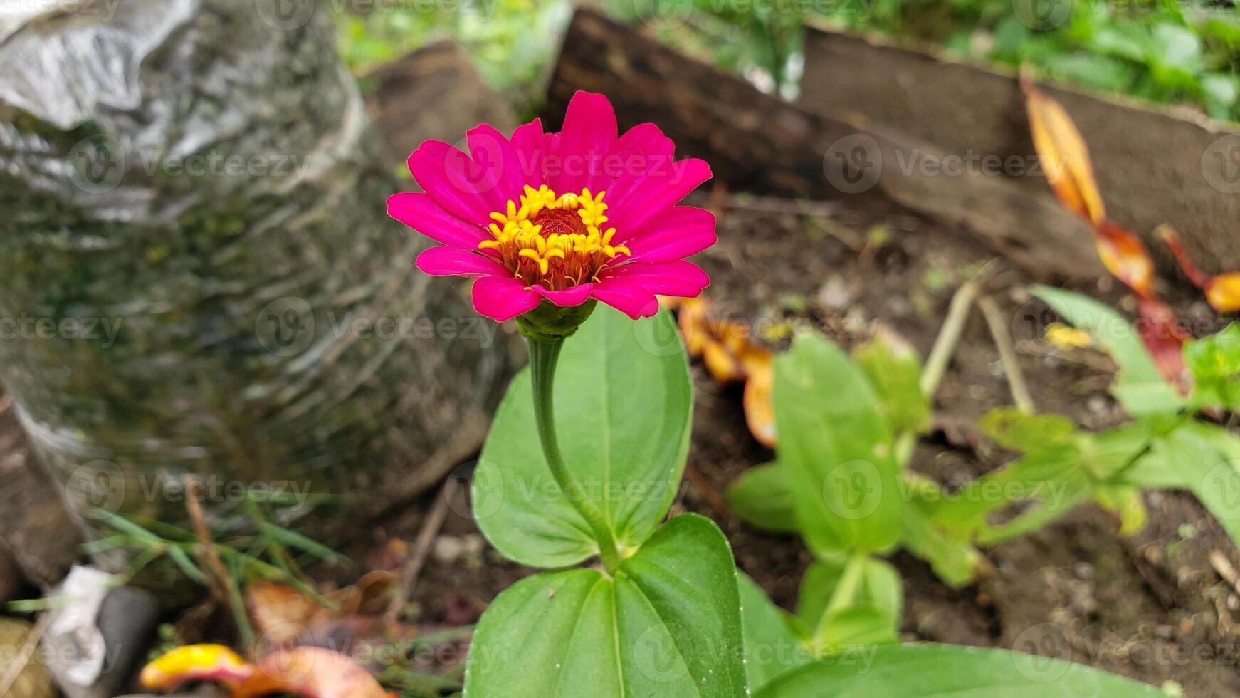 Pink Zinnia Flower with Yellow Center and Green Leaves photo