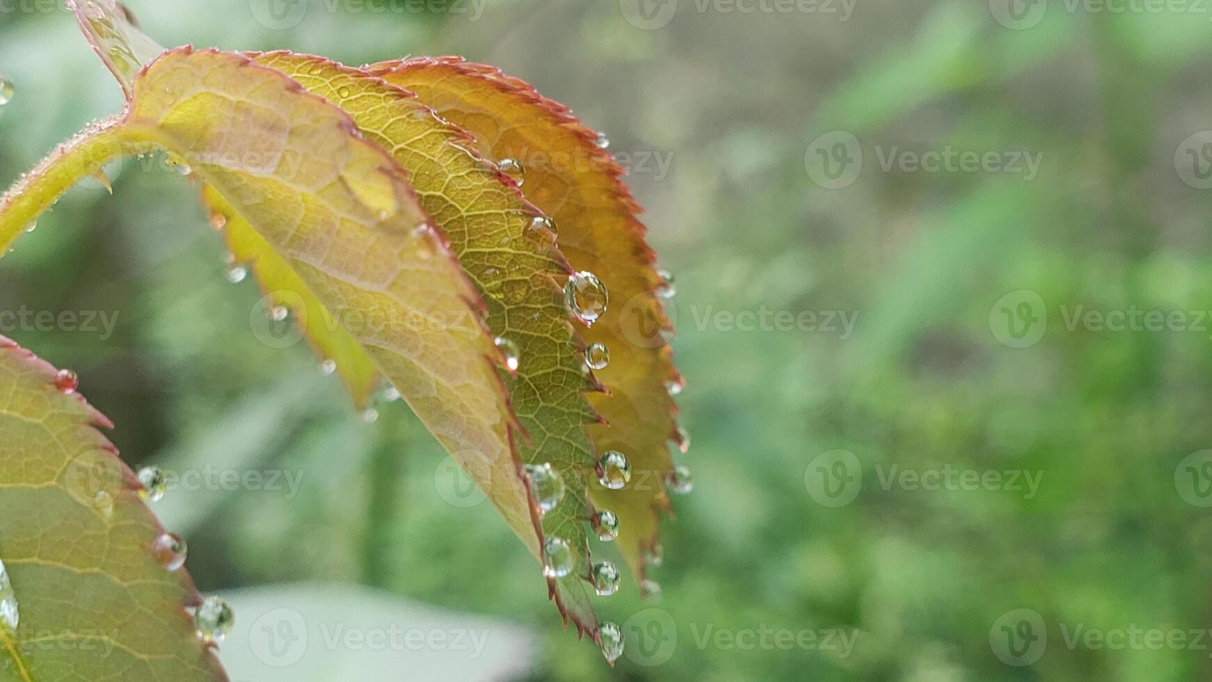 Dew Drops on a Leaf Edge photo
