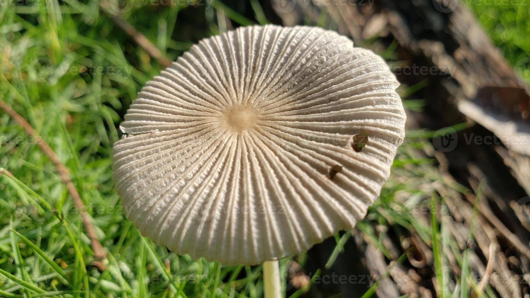 A Close-Up of a White Mushroom with a Radial Pattern photo