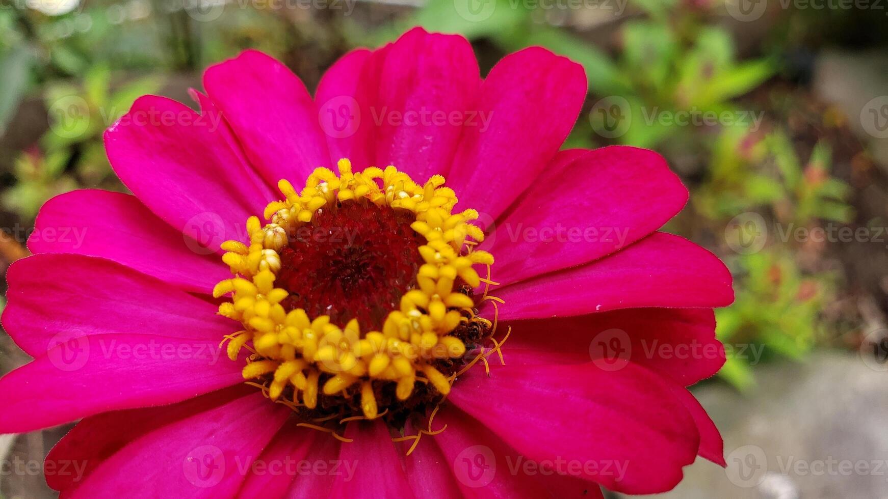 Close-up of a vibrant pink zinnia flower with a yellow center photo