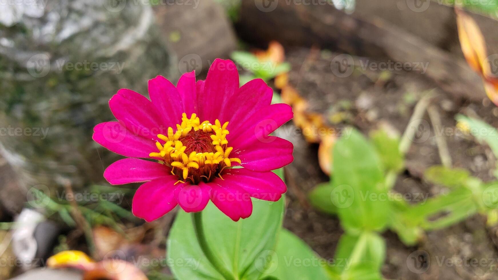 A Vibrant Pink Zinnia Flower with Yellow Center photo