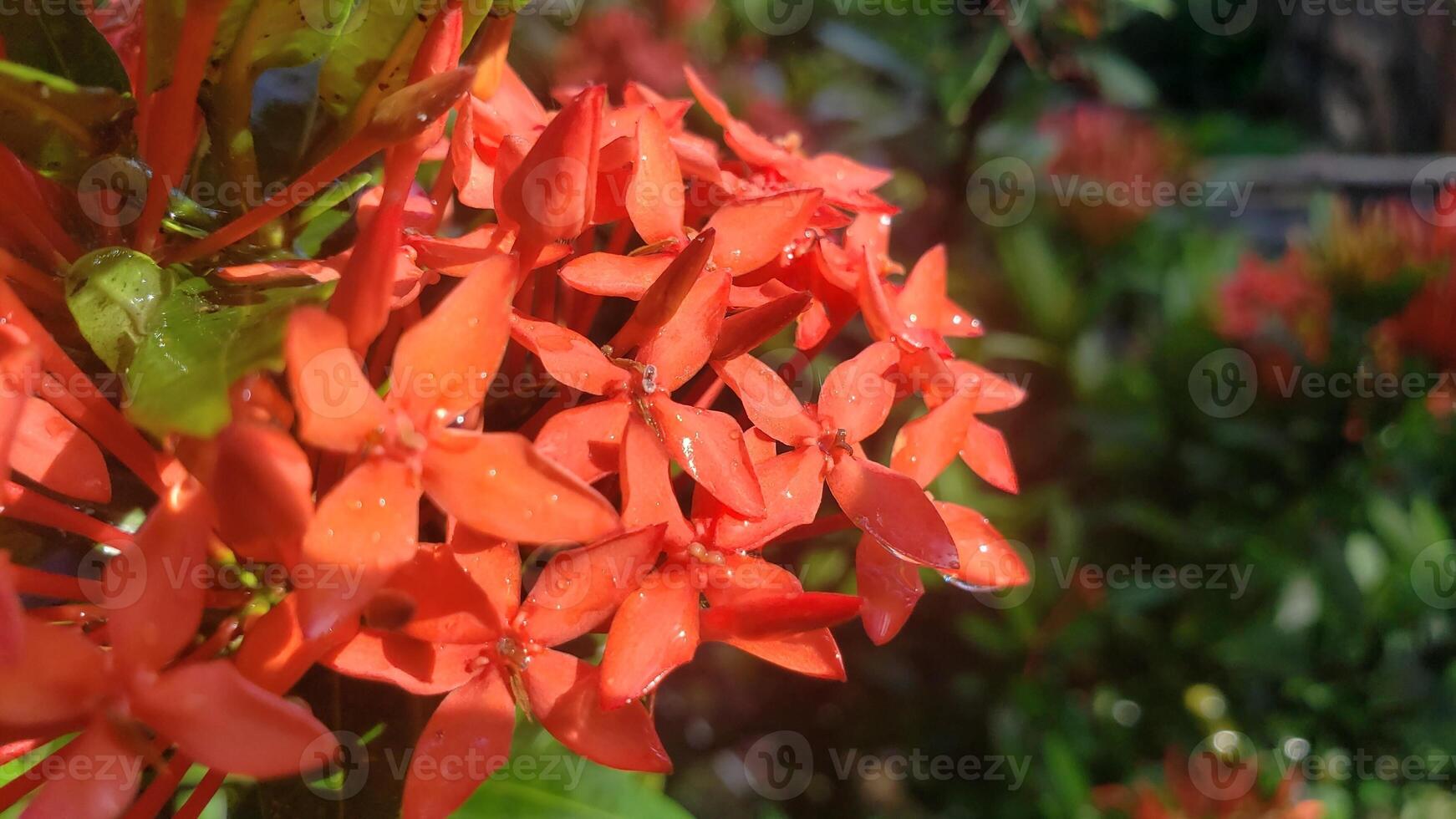 Close-up of Vibrant Red Flowers with Dewdrops photo