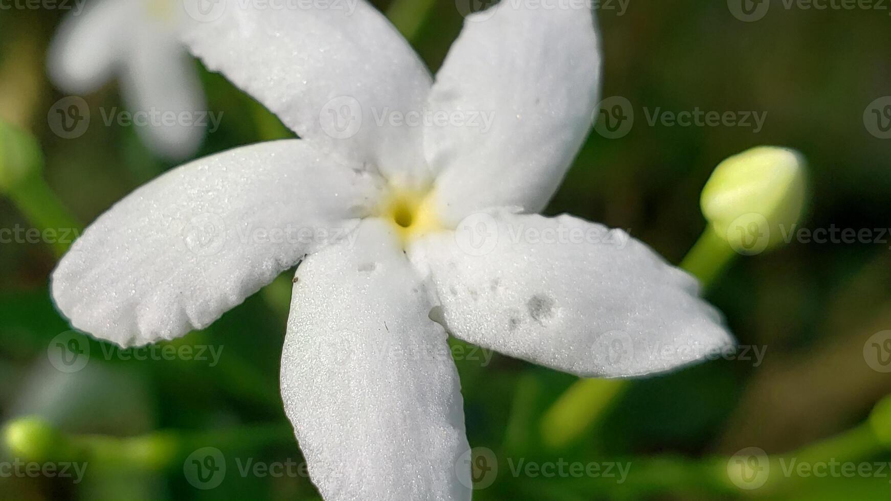 Close-up of a Single White Flower with Five Petals photo