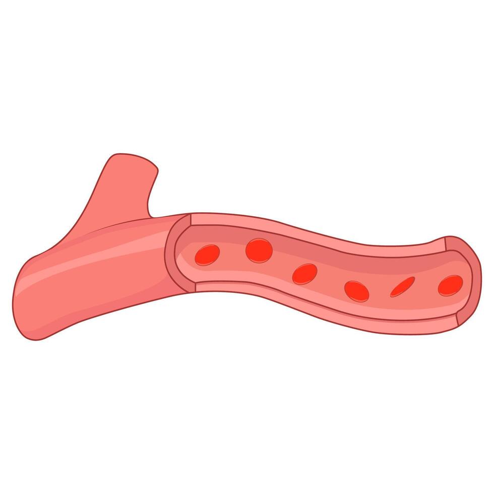 blood cell erythrocyte flow in the vein vector