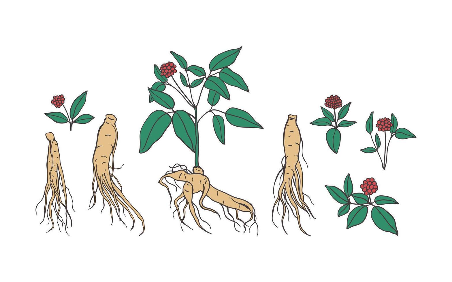 Ginseng root hand drawn color illustration. Chinese medicinal plant set vector