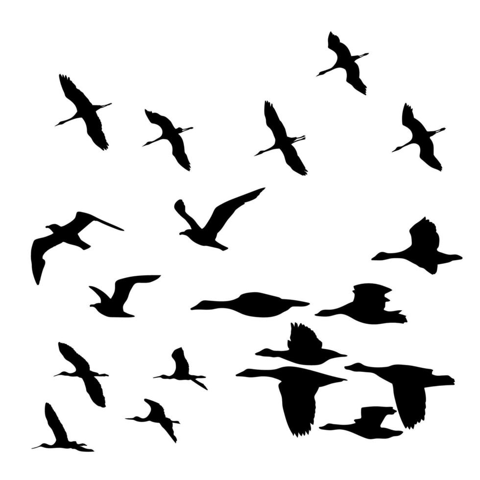 Bird Silhouettes Animal art design logo icon vector