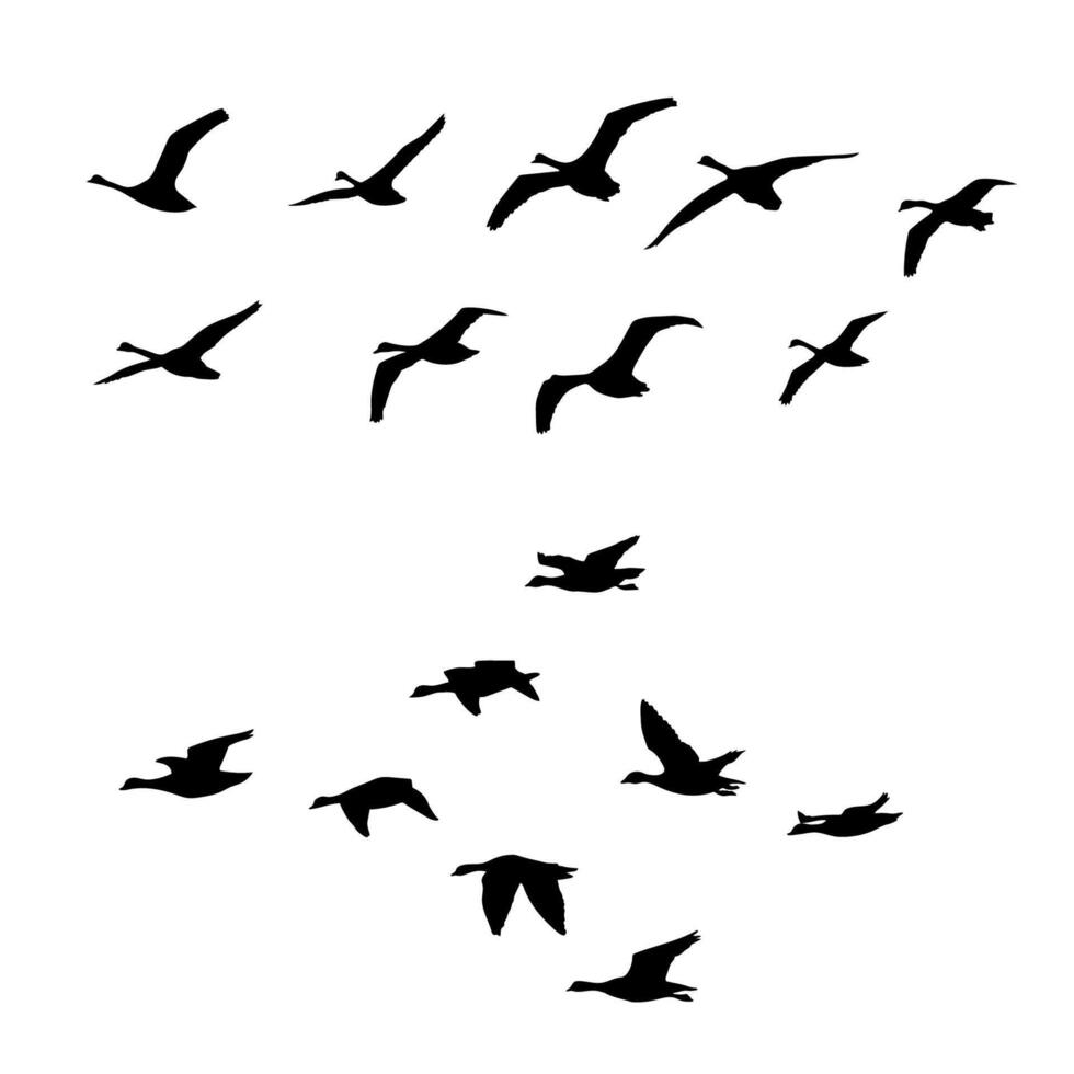 Bird Silhouettes Animal art design vector