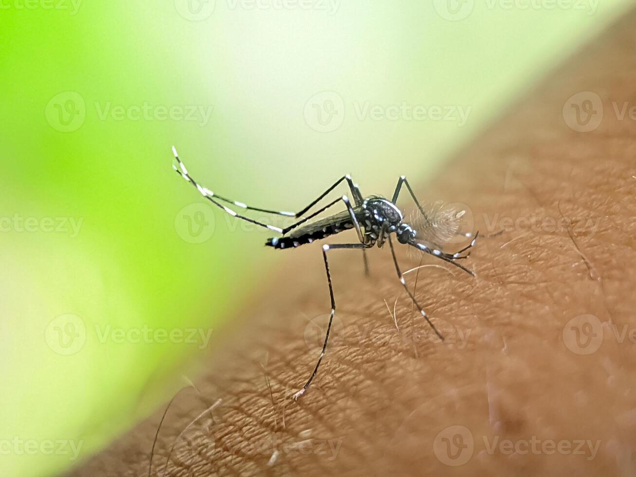 A close-up of a mosquito as it lands on human skin. The image vividly shows the insect's features and highlights the potential for disease transmission, set against a vibrant green background. photo