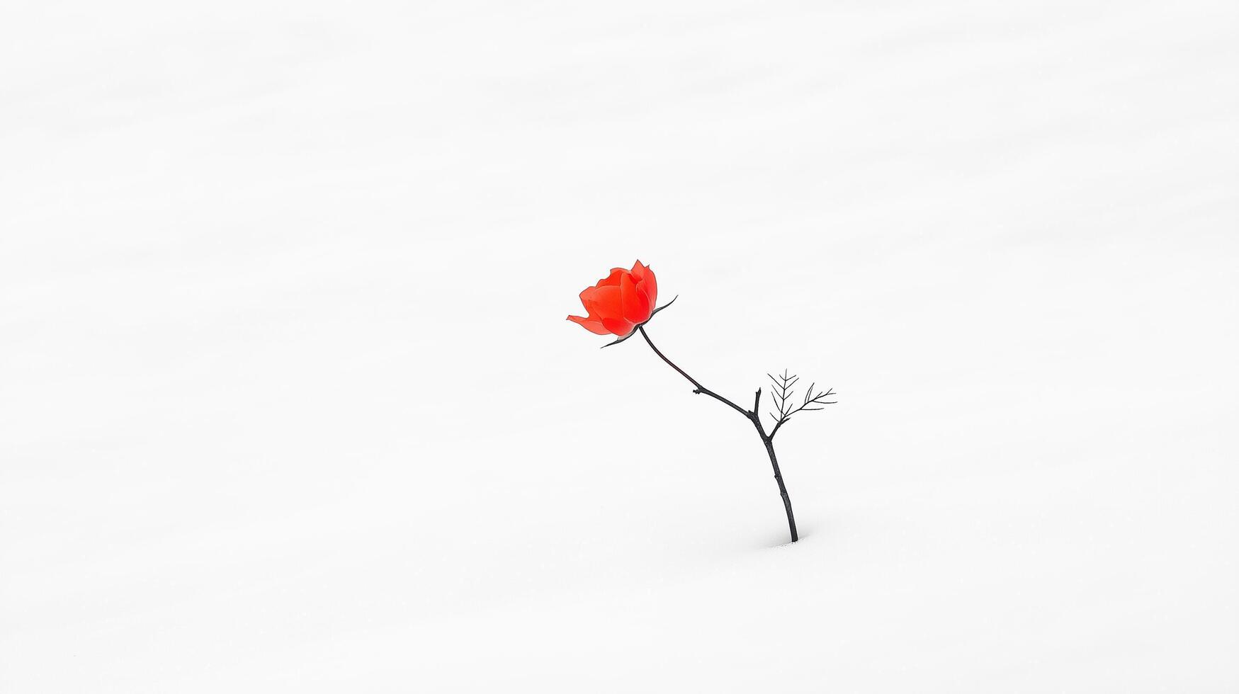 A lone red flower in the snow photo