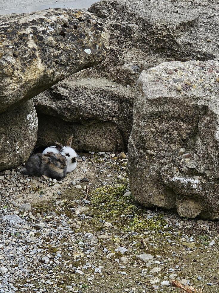 two fantastic bunnies photographed up close photo