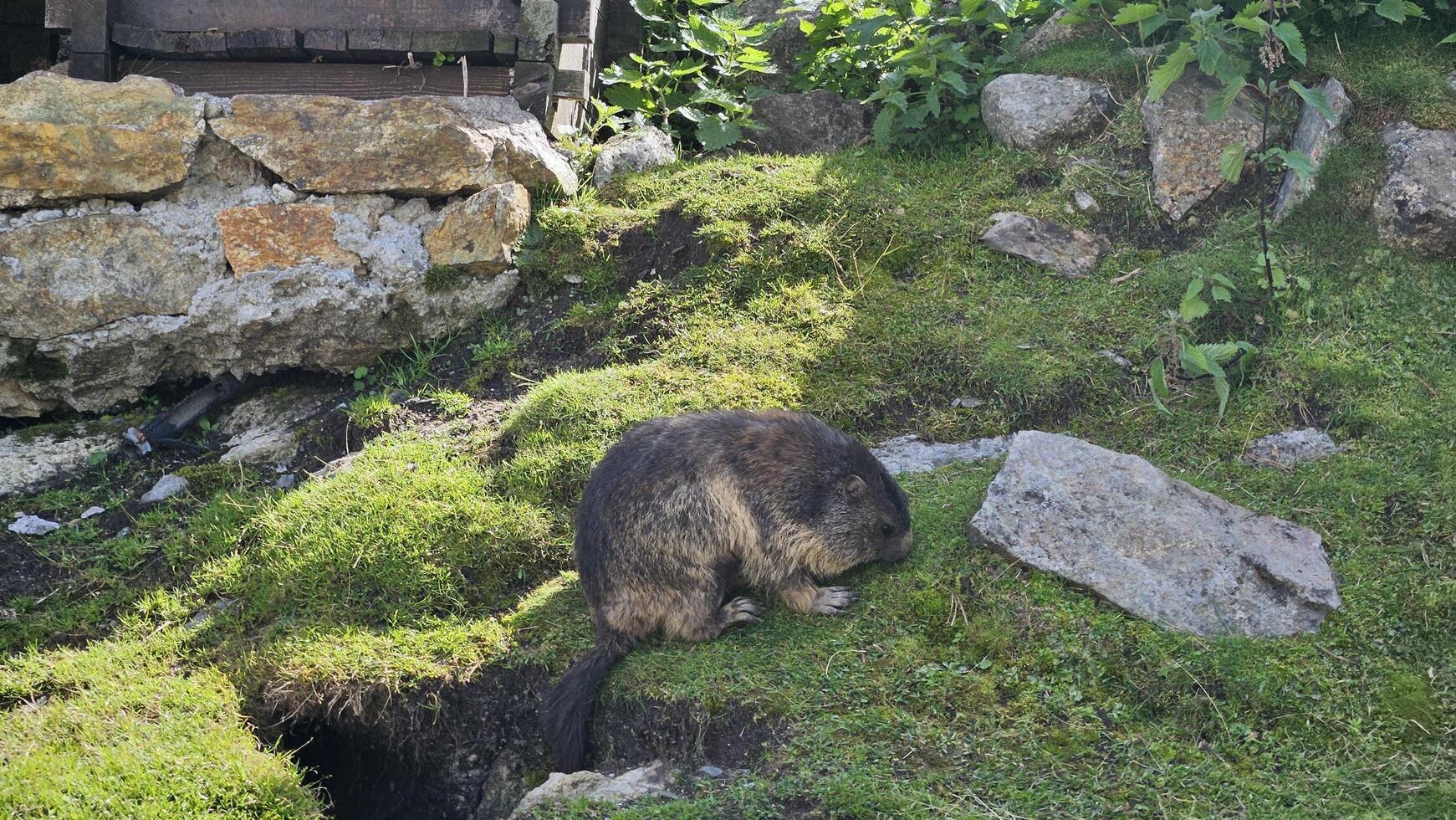 A little marmot eating photo