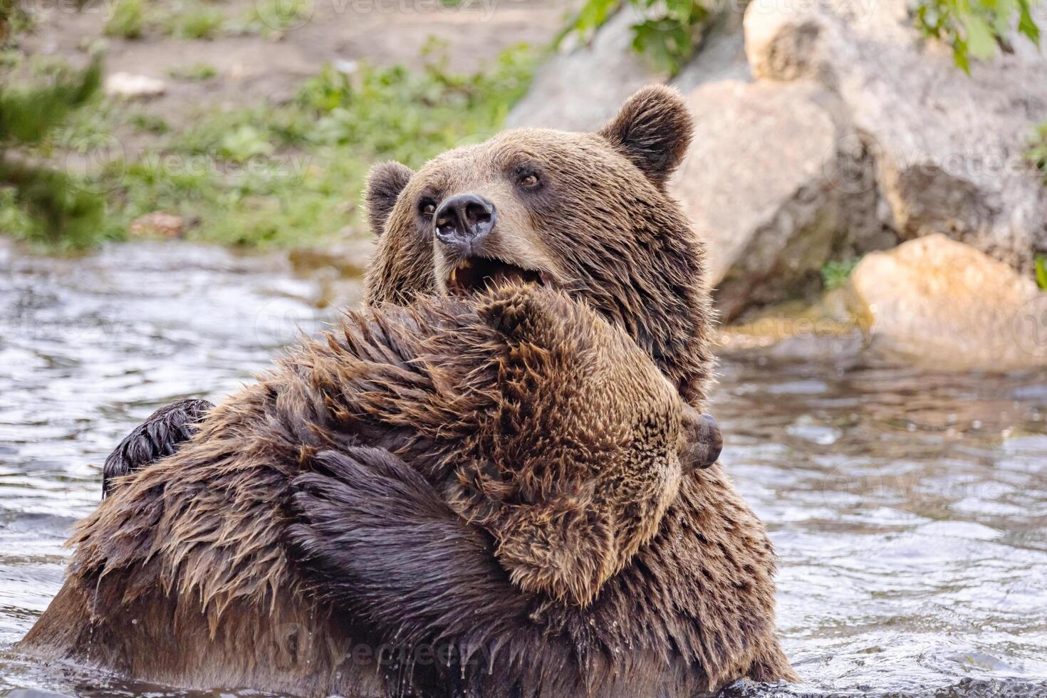 two Wild brown bear ,ursus arctos playing photo