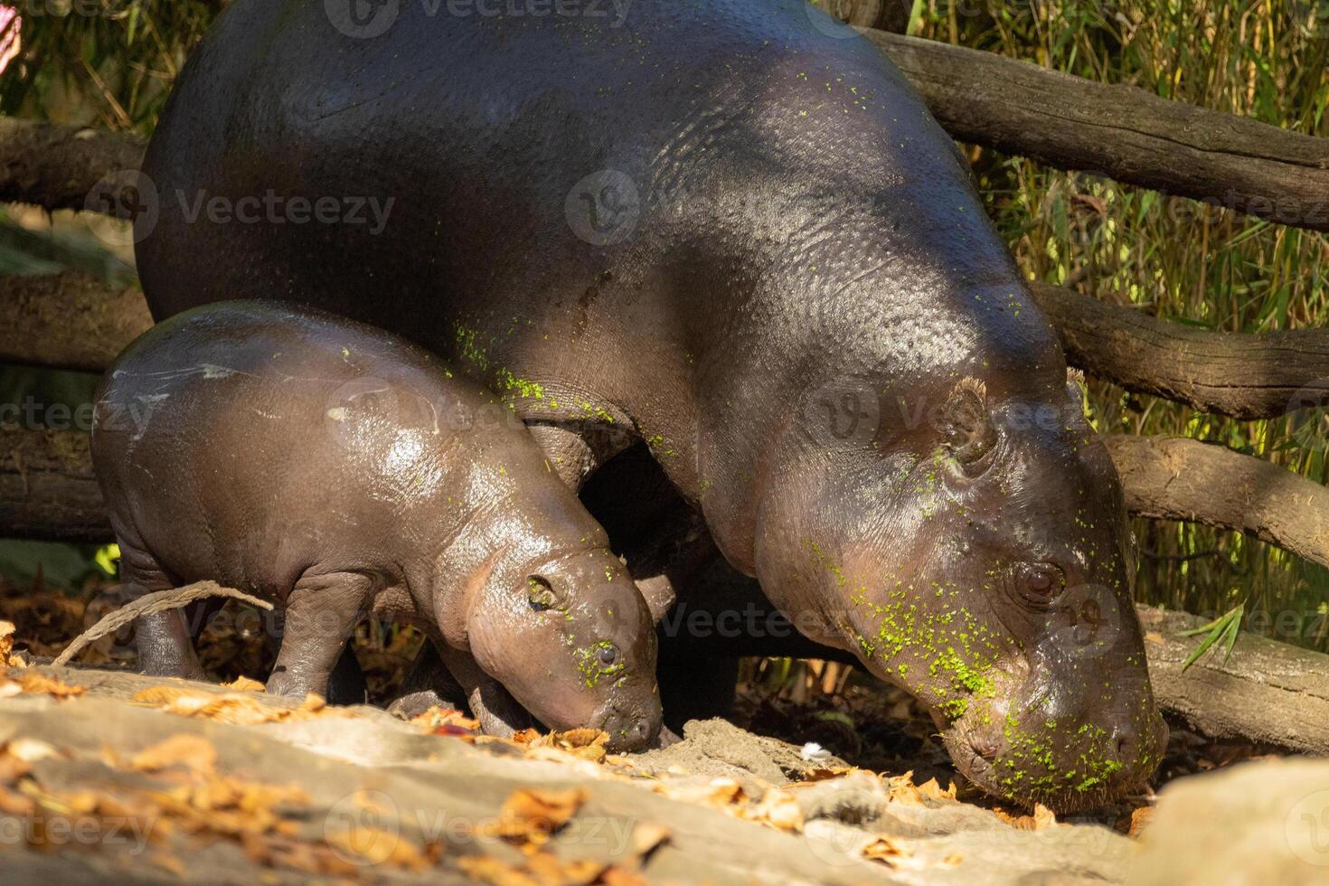 Pygmy hippopotamus Choeropsis liberiensis with mother photo
