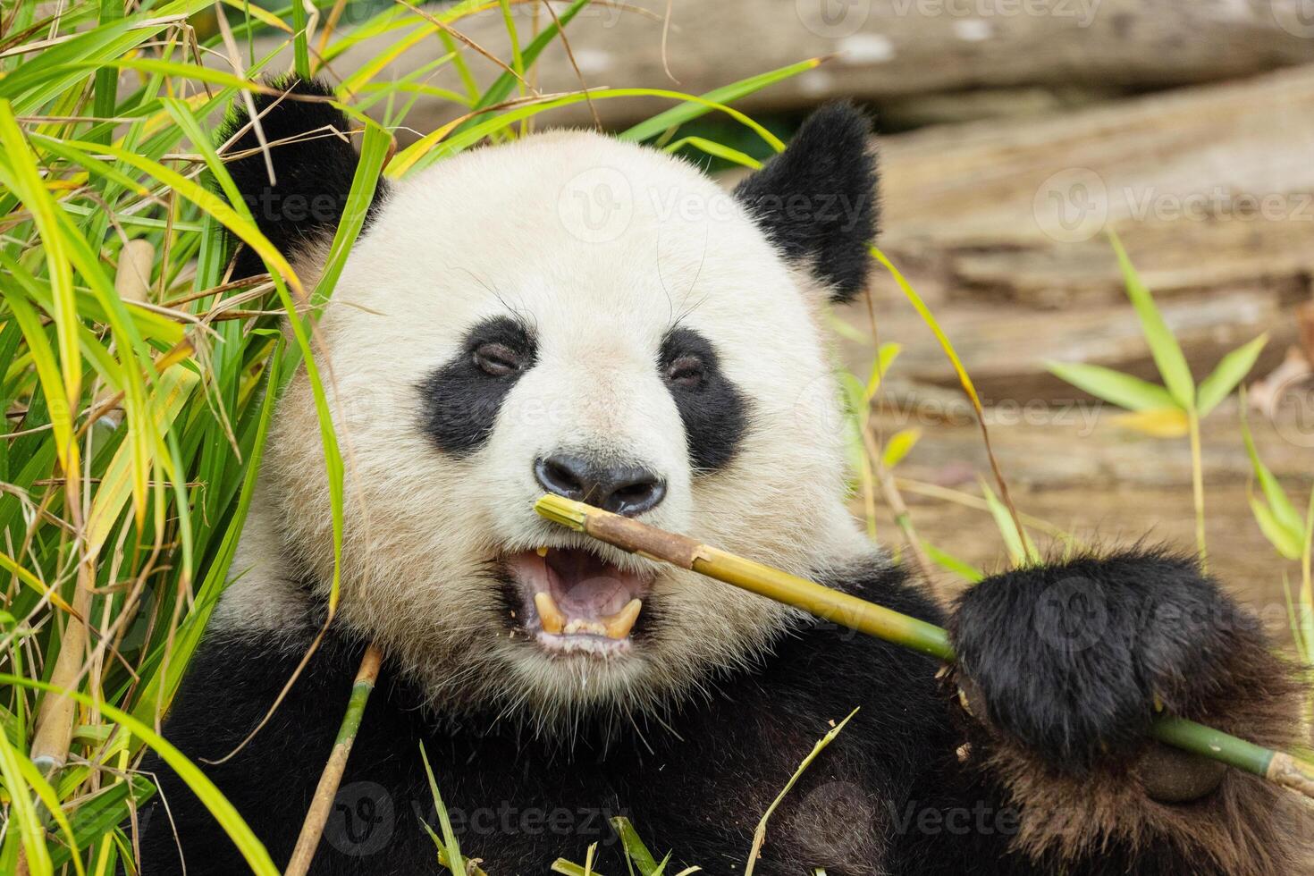 giant black and white panda is eating bamboo. Large animal closeup photo
