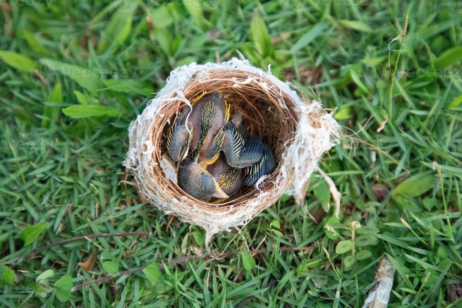 small bird's nest with yellow-throated chicks photo