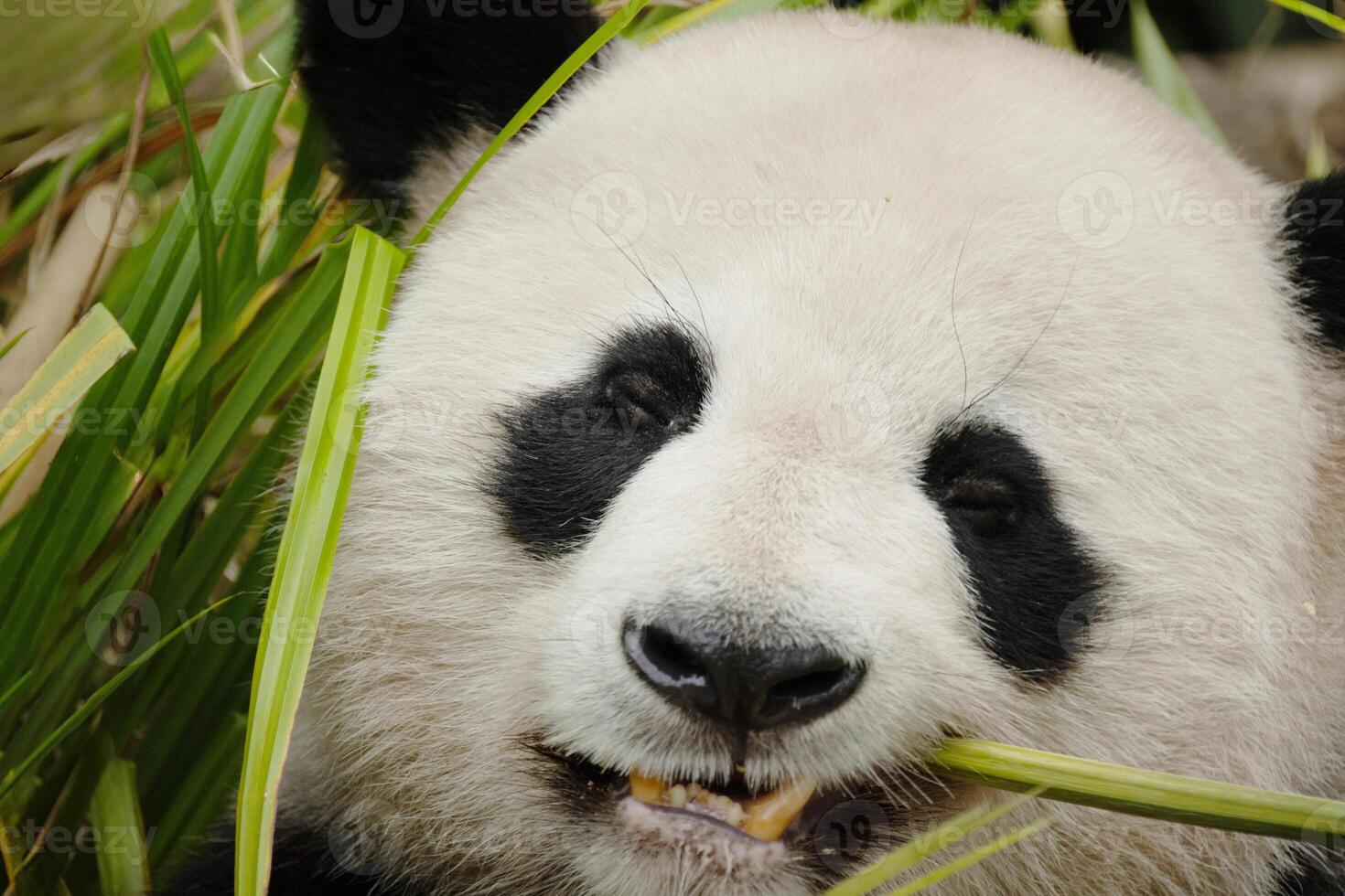 giant black and white panda is eating bamboo. Large animal closeup photo