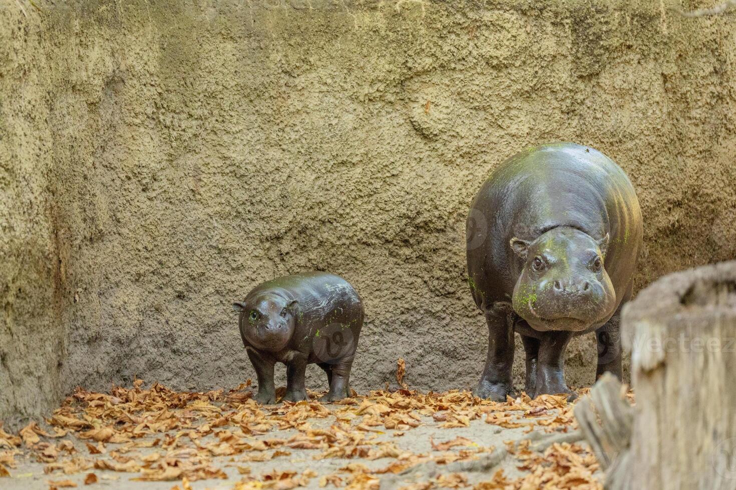 Pygmy hippopotamus Choeropsis liberiensis with mother photo