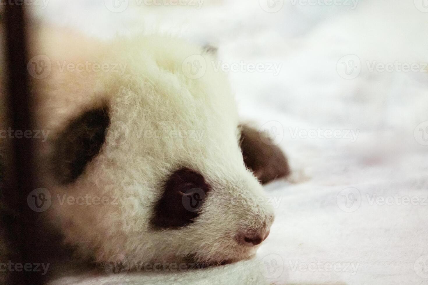 Potrait of baby panda lying on photo