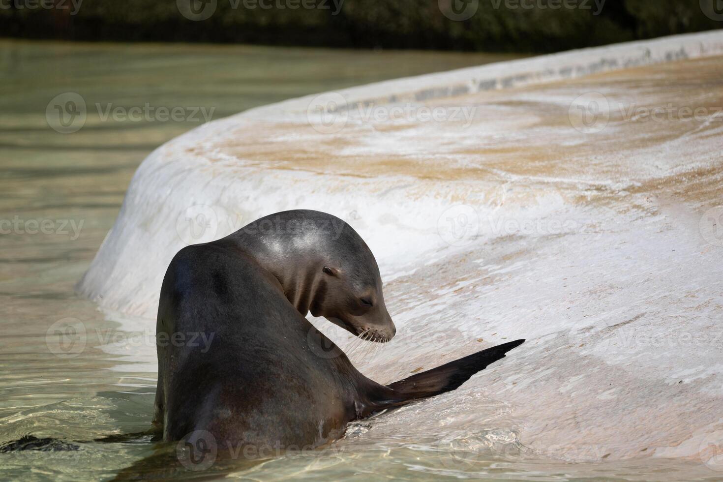 fur seal on the shore, selective focus photo