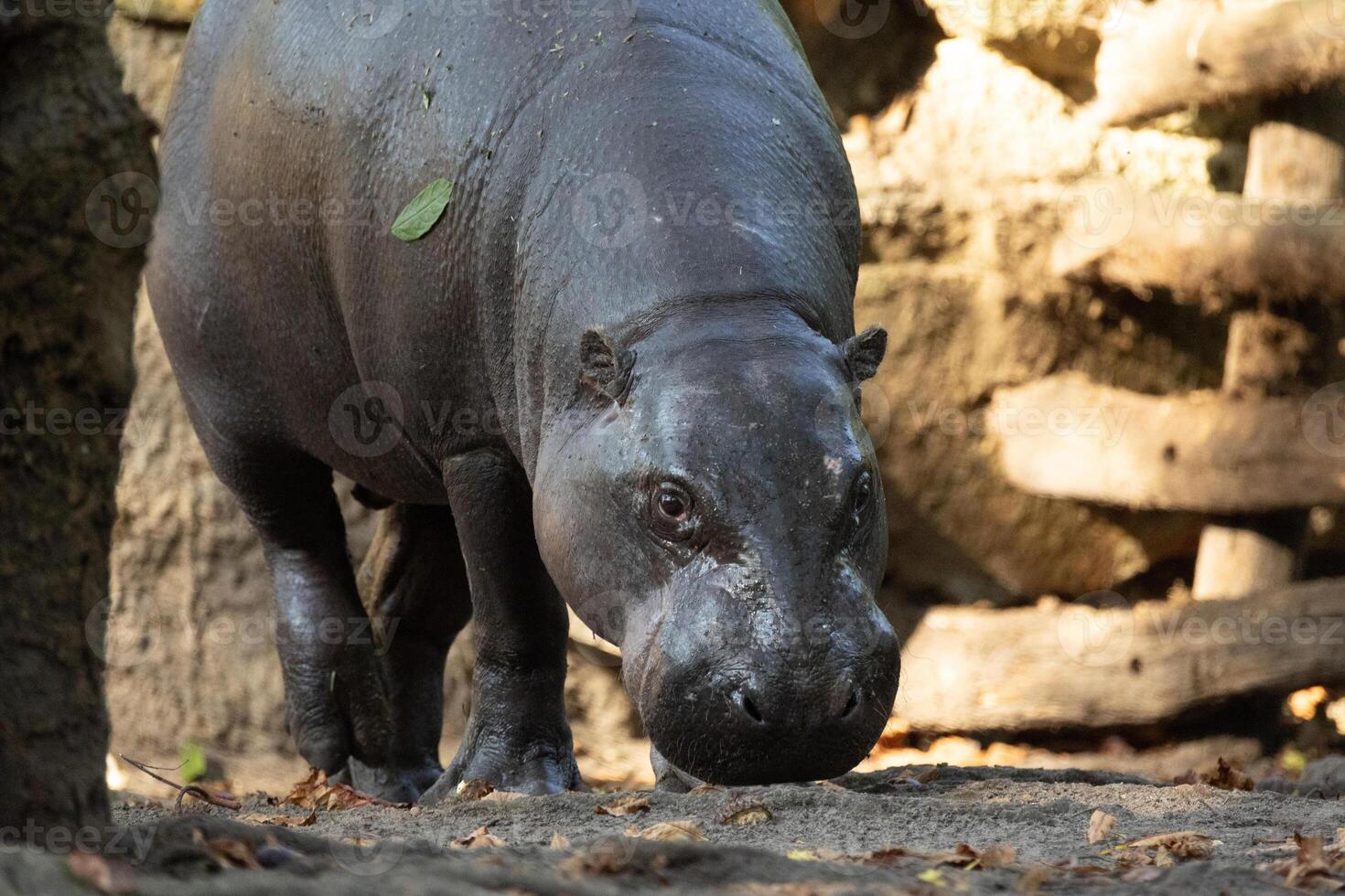 Pygmy hippopotamus Choeropsis liberiensis photo