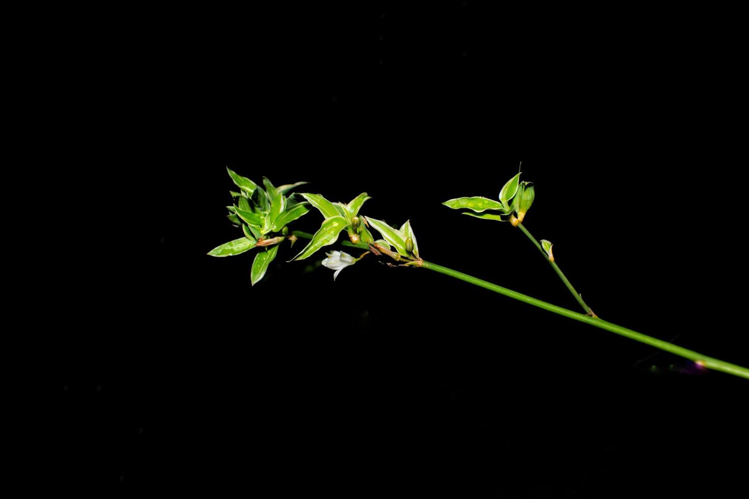 a single stem of grass with a flower on it photo