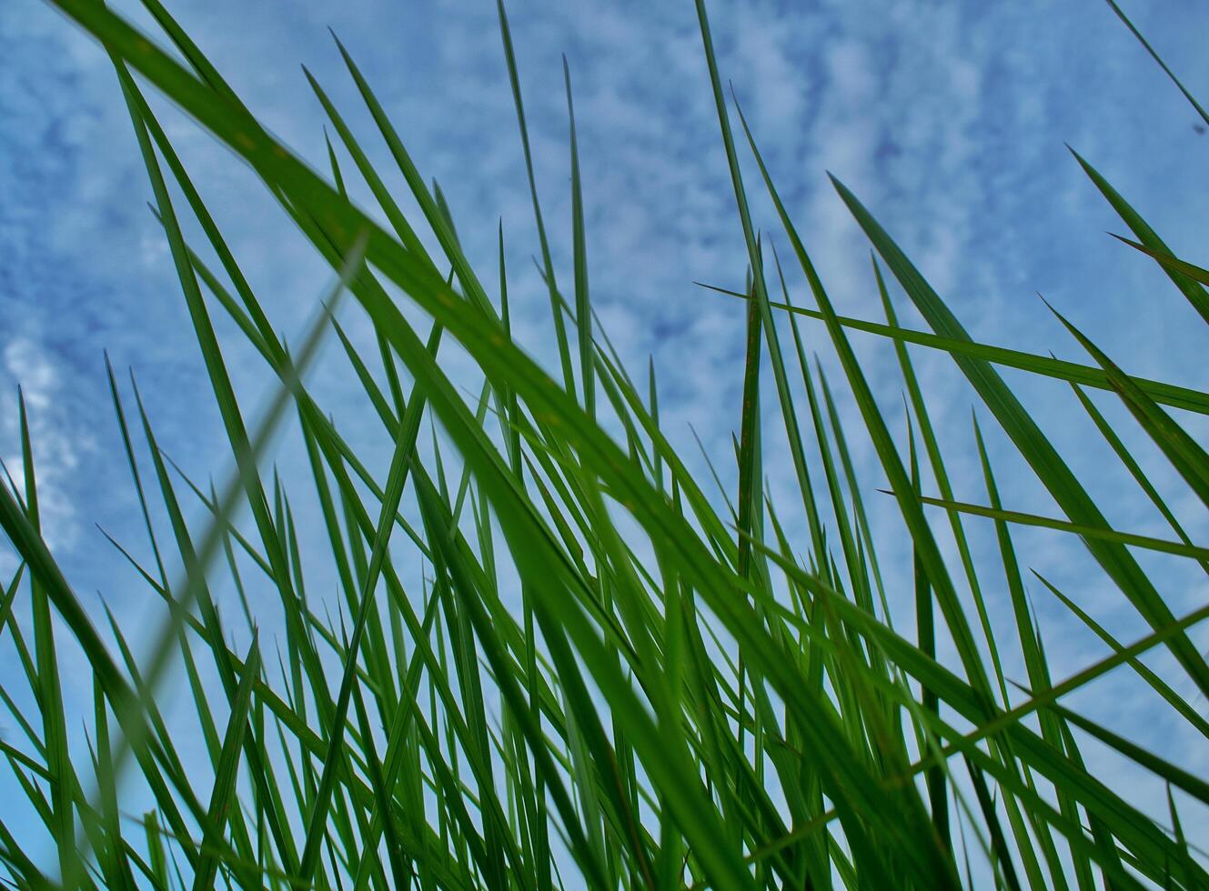 a close up view of tall grass against a blue sky photo