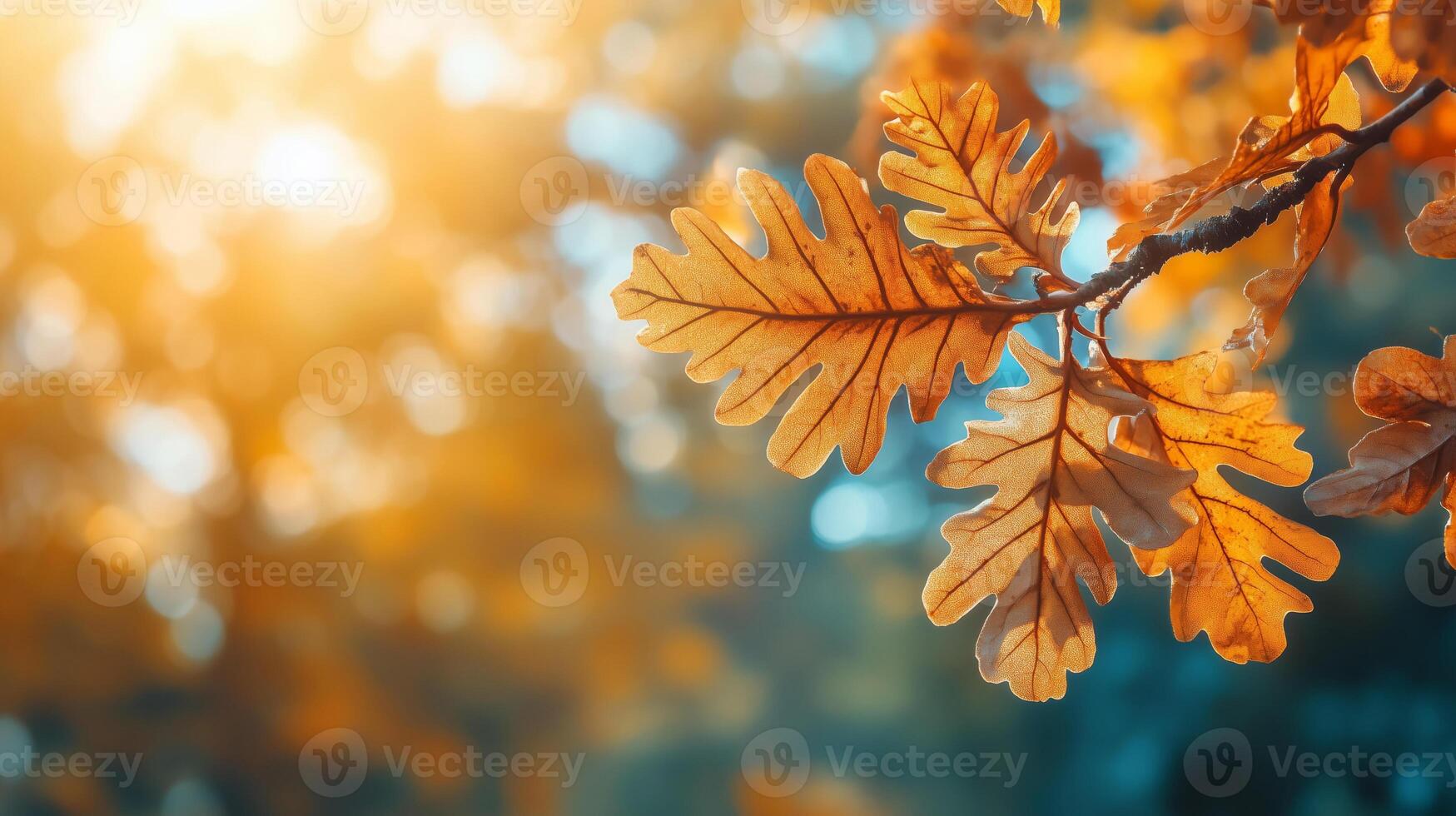 Close-up of the orange fall leaves of an oak tree photo