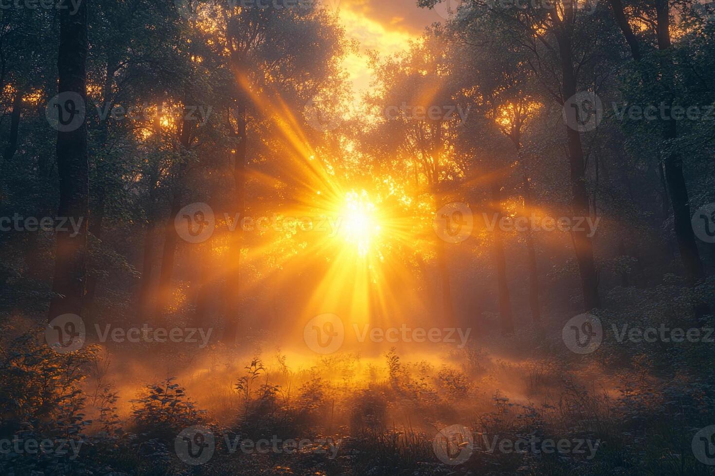 The sun shines through the trees in a forest photo