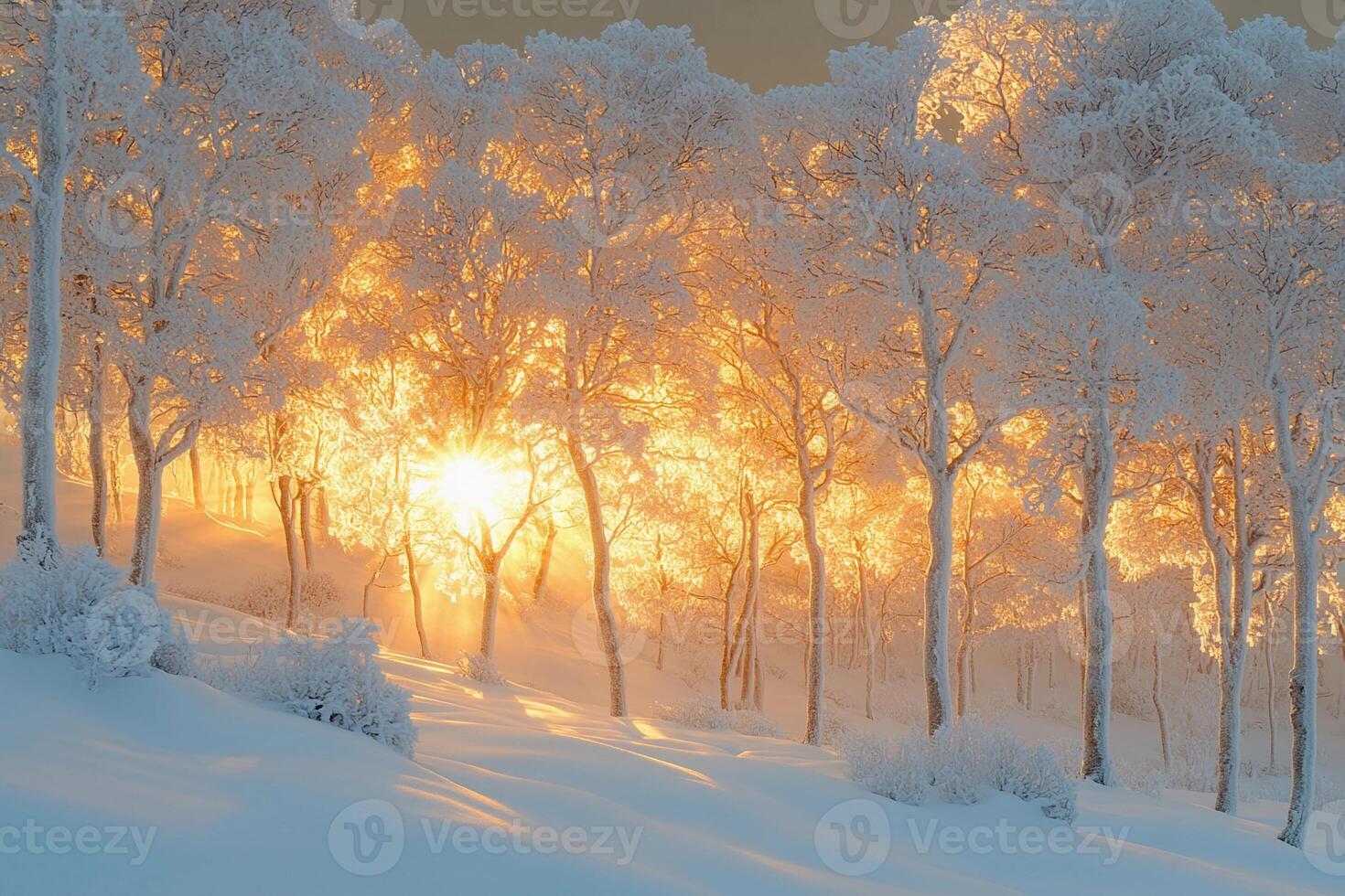 The sun shines through the trees in a snowy forest photo