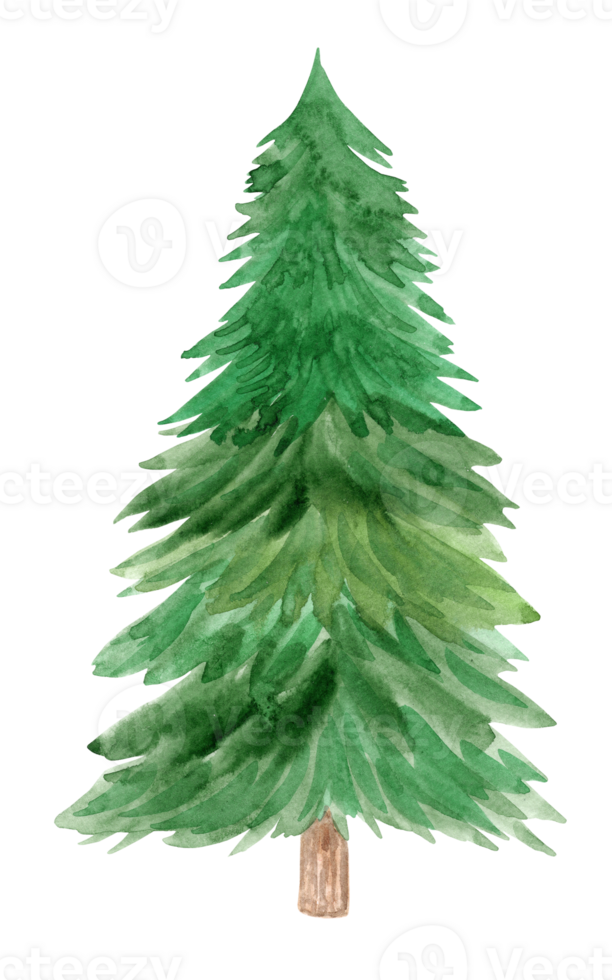 watercolor green tall fir tree isolated png